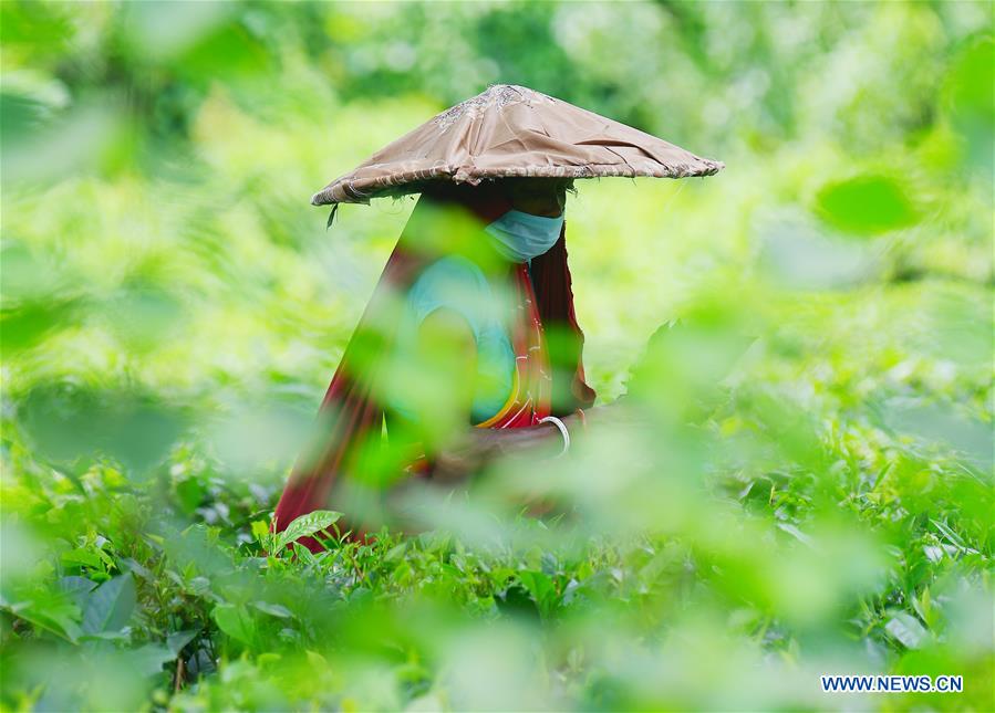 INDIA-AGARTALA-TEA GARDEN WORKERS