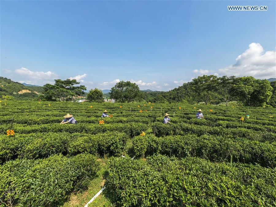 CHINA-GUANGXI-WUZHOU-LIUBAO TEA (CN)