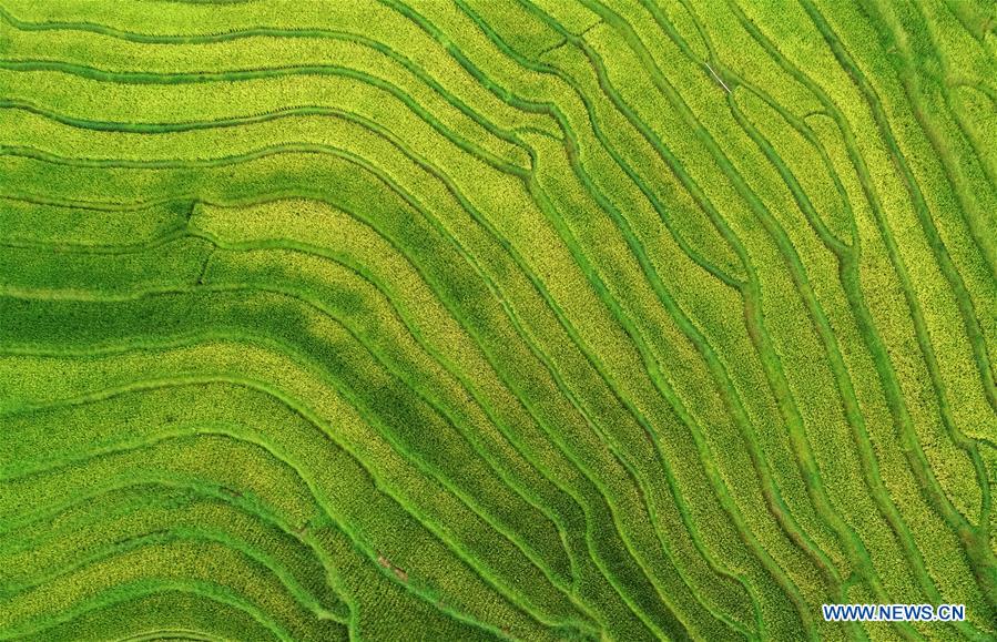 CHINA-JIANGXI-TERRACED FIELDS-SCENERY (CN)