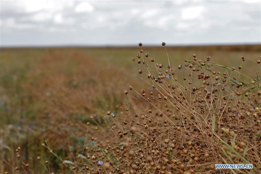 KAZAKHSTAN-AKMOLA-FLAX SEED-HARVEST