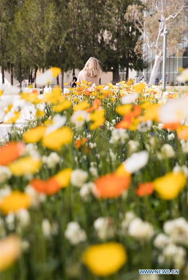 AUSTRALIA-CANBERRA-FLOWER FESTIVAL