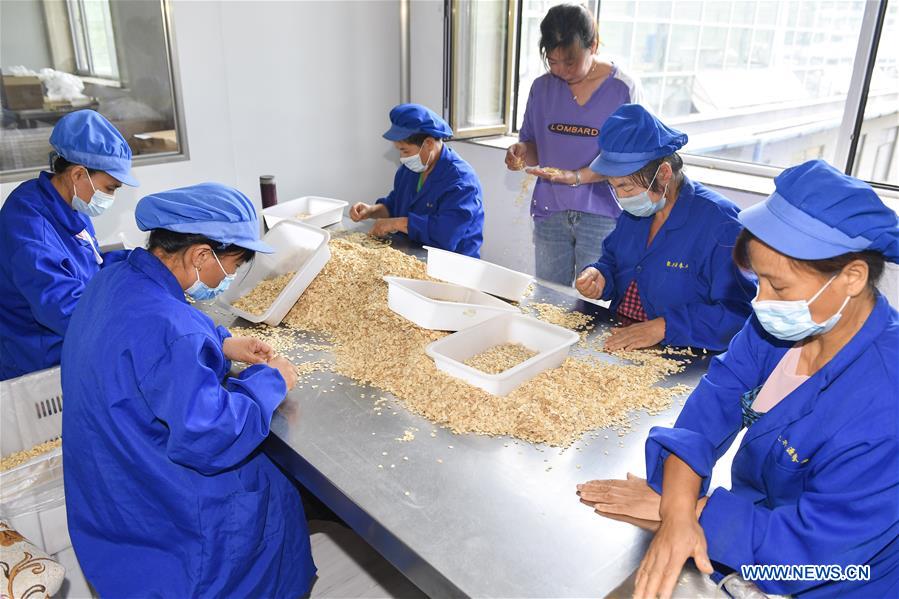 CHINA-JILIN-GINSENG-INDUSTRY (CN)