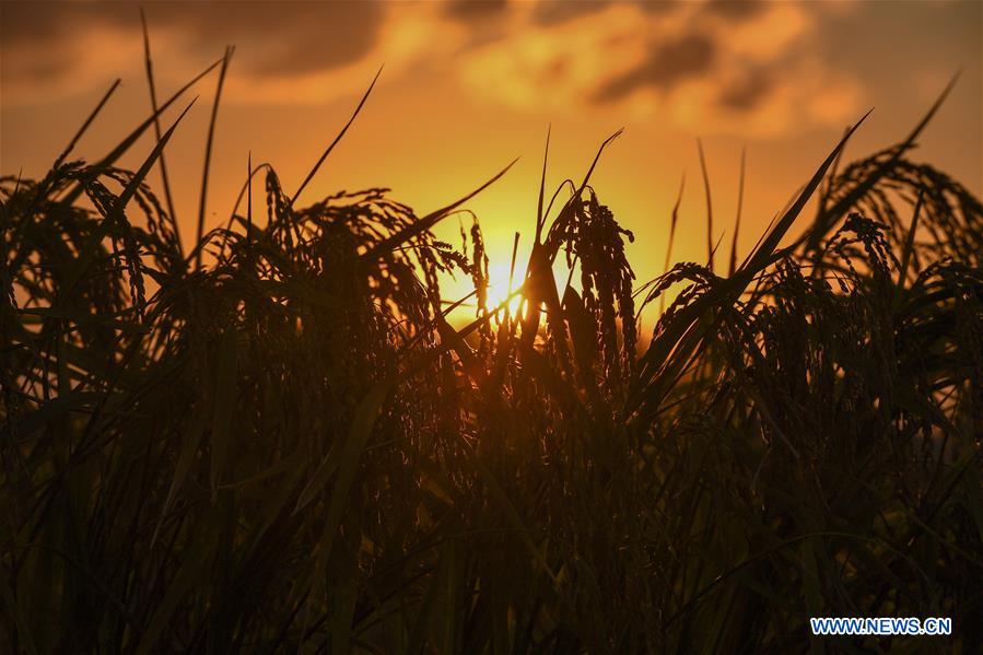 CHINA-JILIN-RICE-HARVEST(CN)