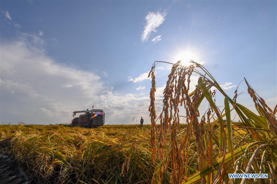 CHINA-JILIN-RICE-HARVEST(CN)