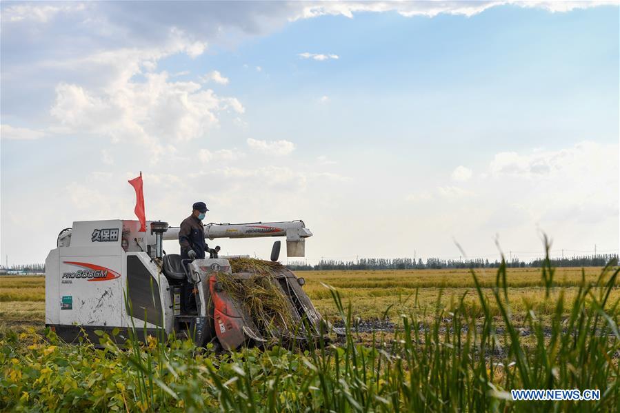 CHINA-JILIN-RICE-HARVEST(CN)