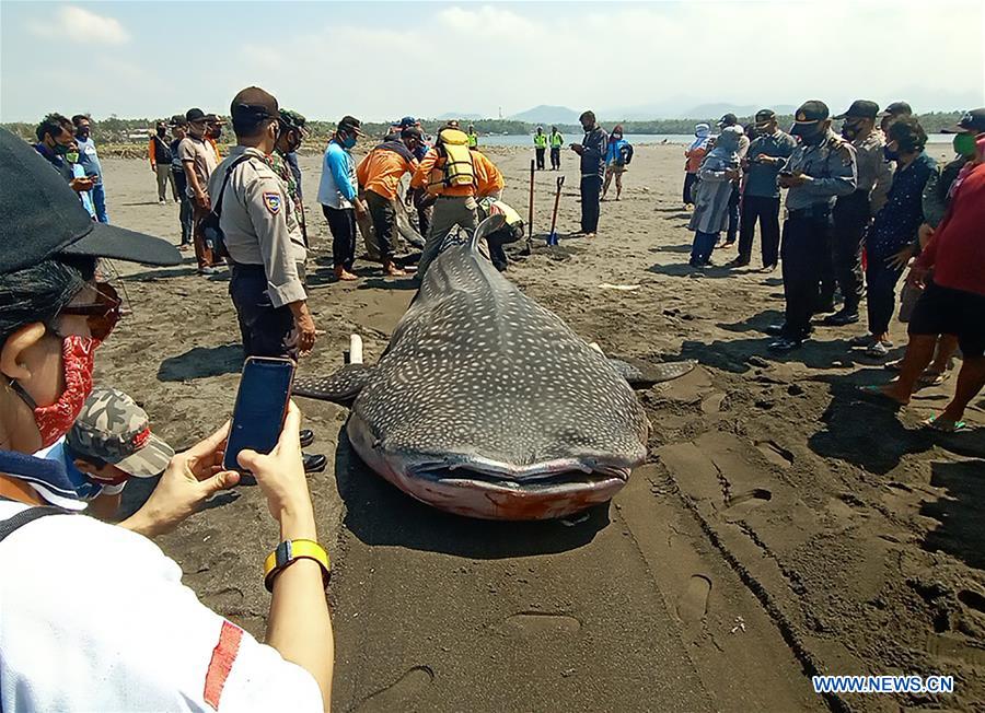 INDONESIA-YOGYAKARTA-WHALE SHARK-STRANDED