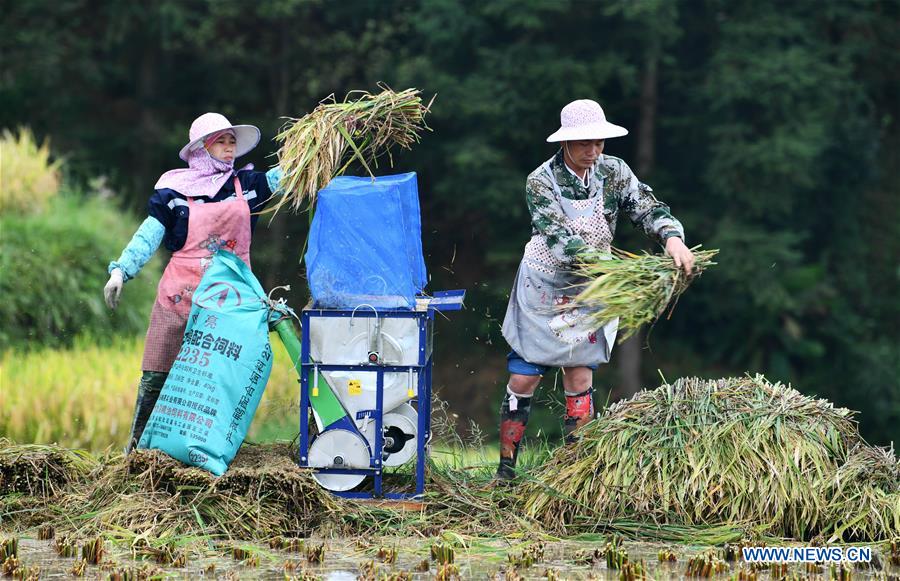 CHINA-GUIZHOU-CONGJIANG-RICE HARVEST (CN)