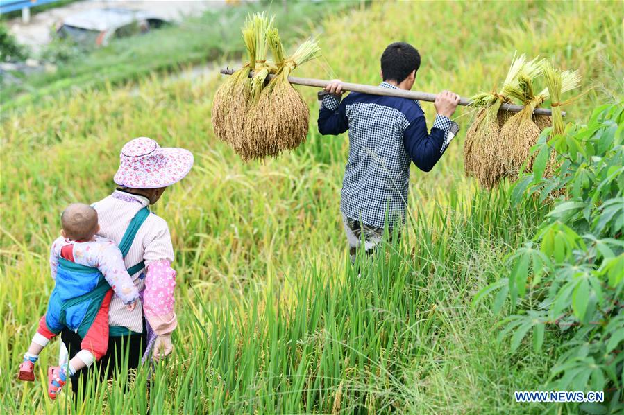 CHINA-GUIZHOU-CONGJIANG-RICE HARVEST (CN)