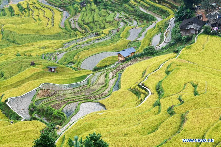 CHINA-GUIZHOU-CONGJIANG-RICE HARVEST (CN)