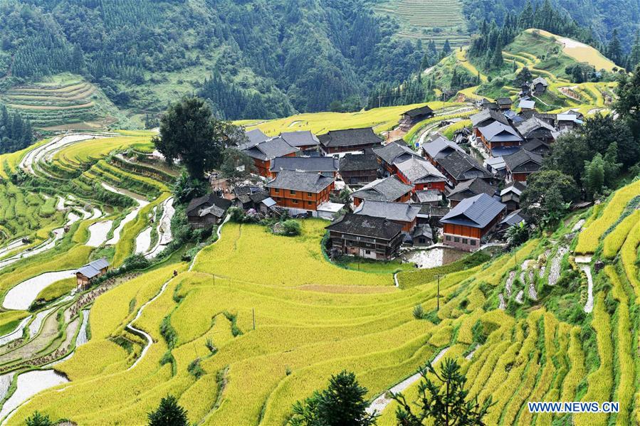 CHINA-GUIZHOU-CONGJIANG-RICE HARVEST (CN)