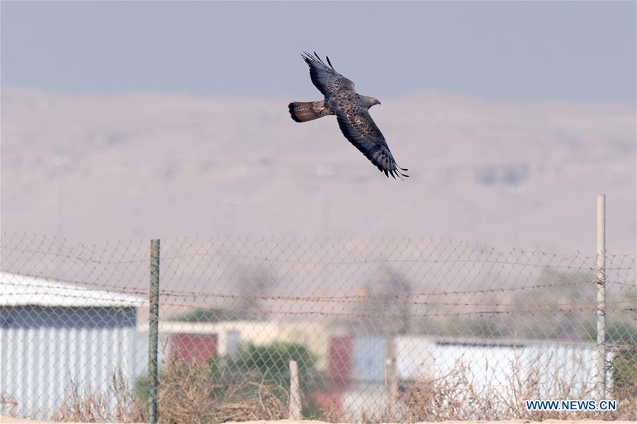 KUWAIT-JAHRA GOVERNORATE-MIGRATORY EAGLES