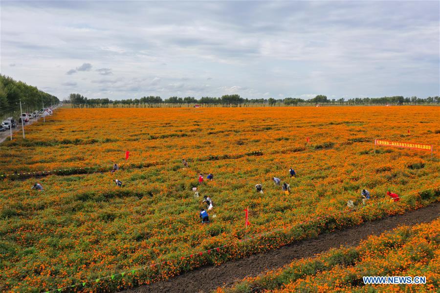 CHINA-INNER MONGOLIA-HARVEST FESTIVAL (CN)