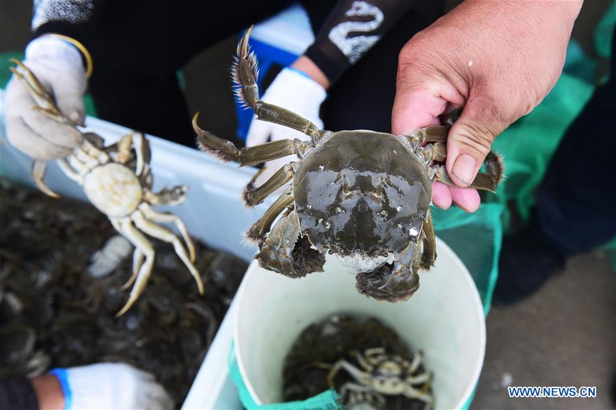 CHINA-ANHUI-BENGBU-CRABS(CN)