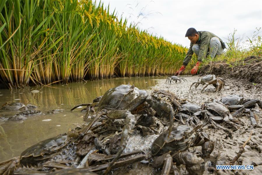 CHINA-HEBEI-TANGSHAN-ECO AGRICULTURE (CN)