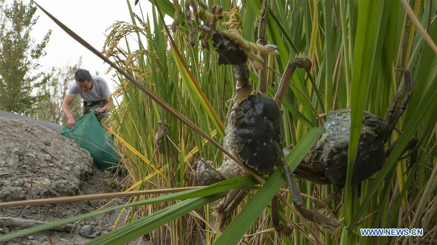 CHINA-HEBEI-TANGSHAN-ECO AGRICULTURE (CN)