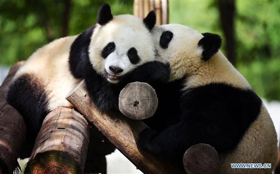 CHINA-SHAANXI-ZHOUZHI-GIANT PANDAS (CN)