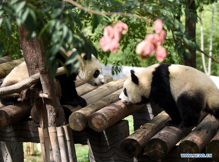 CHINA-SHAANXI-ZHOUZHI-GIANT PANDAS (CN)