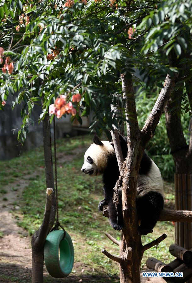 CHINA-SHAANXI-ZHOUZHI-GIANT PANDAS (CN)