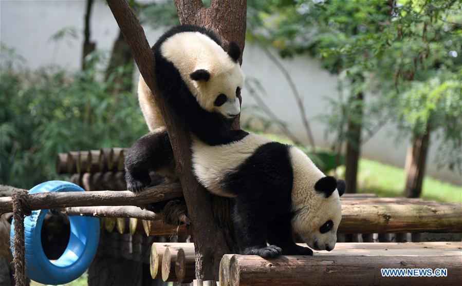 CHINA-SHAANXI-ZHOUZHI-GIANT PANDAS (CN)