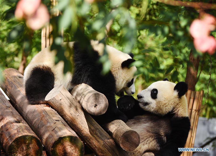 CHINA-SHAANXI-ZHOUZHI-GIANT PANDAS (CN)