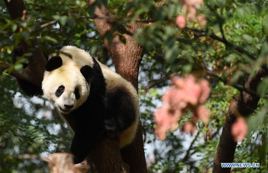 CHINA-SHAANXI-ZHOUZHI-GIANT PANDAS (CN)