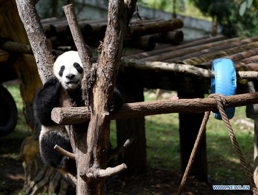 CHINA-SHAANXI-ZHOUZHI-GIANT PANDAS (CN)