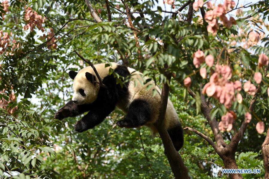 CHINA-SHAANXI-ZHOUZHI-GIANT PANDAS (CN)