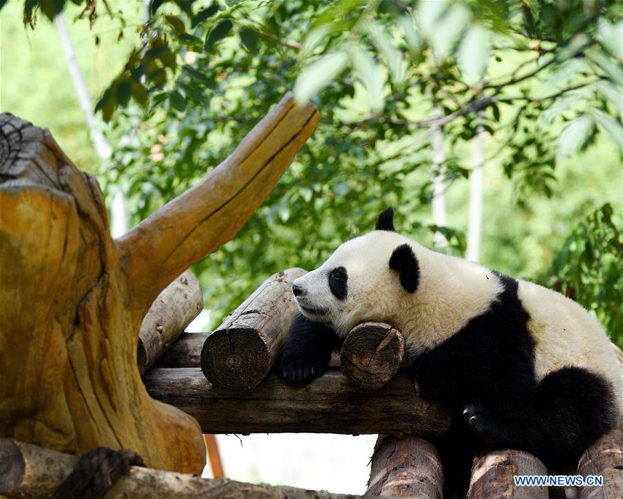 CHINA-SHAANXI-ZHOUZHI-GIANT PANDAS (CN)