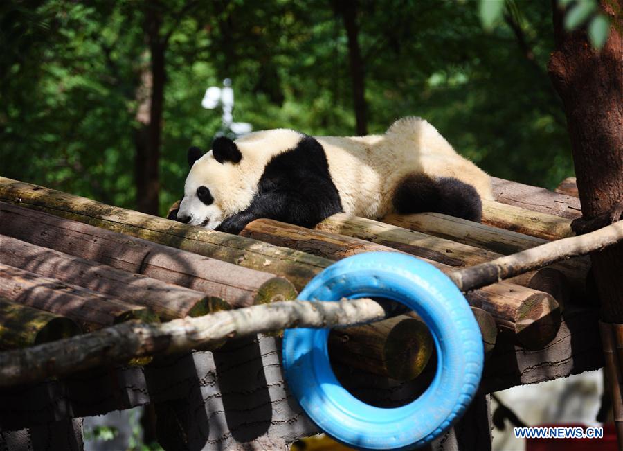 CHINA-SHAANXI-ZHOUZHI-GIANT PANDAS (CN)