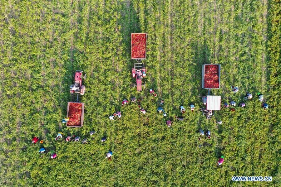 CHINA-INNER MONGOLIA-HINGGAN LEAGUE-HARVEST (CN)