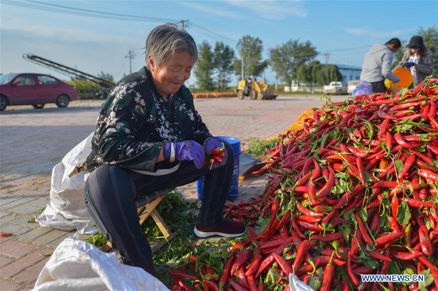 CHINA-INNER MONGOLIA-HINGGAN LEAGUE-HARVEST (CN)