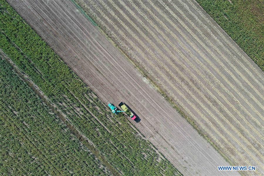 CHINA-INNER MONGOLIA-HINGGAN LEAGUE-HARVEST (CN)