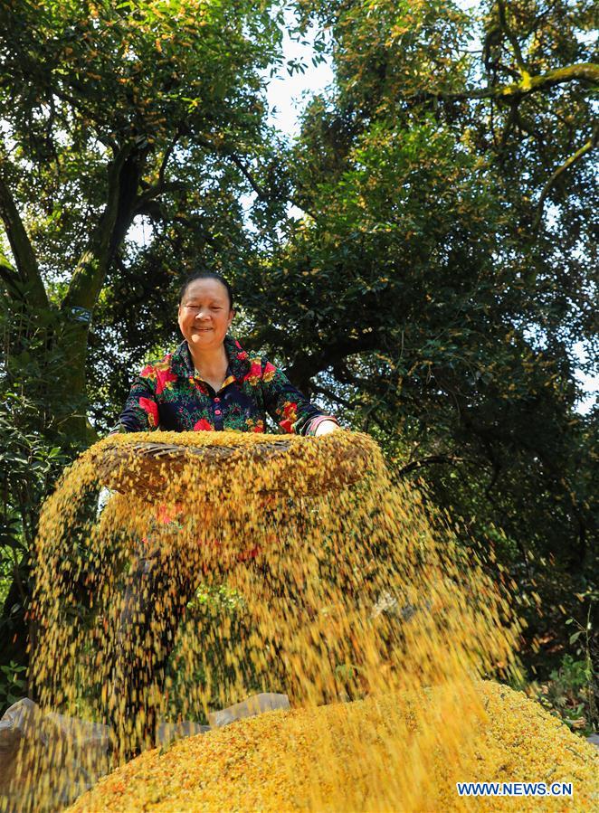 #CHINA-SICHUAN-LUZHOU-OSMANTHUS (CN)