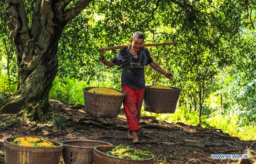 #CHINA-SICHUAN-LUZHOU-OSMANTHUS (CN)