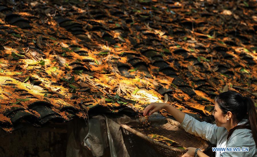 #CHINA-SICHUAN-LUZHOU-OSMANTHUS (CN)