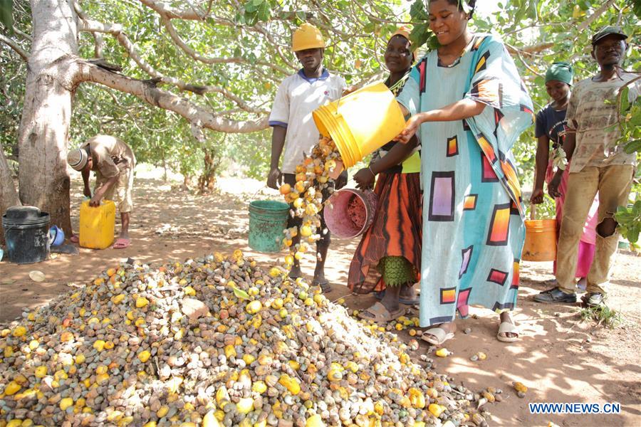 TANZANIA-CASHEW NUT-HARVEST