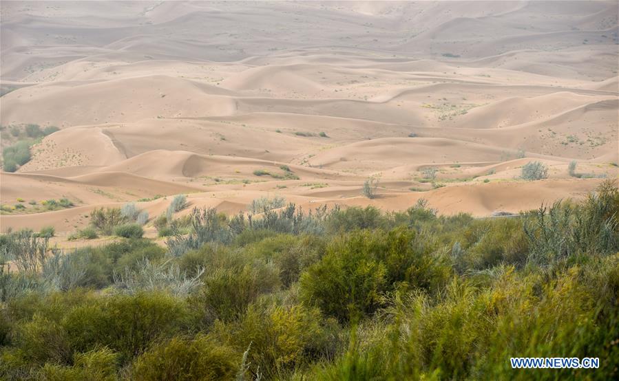 CHINA-INNER MONGOLIA-KUBUQI DESERT-AFFORESTATION (CN)