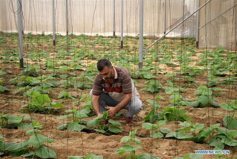 MIDEAST-GAZA-COVID-19-AGRICULTURE-HEAVY LOSSES