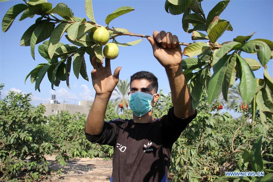 MIDEAST-GAZA-COVID-19-AGRICULTURE-HEAVY LOSSES