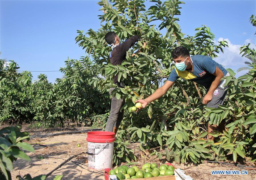 MIDEAST-GAZA-COVID-19-AGRICULTURE-HEAVY LOSSES