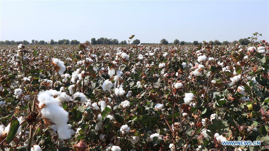 UZBEKISTAN-TASHKENT-FARMING-CHINA-WATER-SAVING TECHNOLOGY