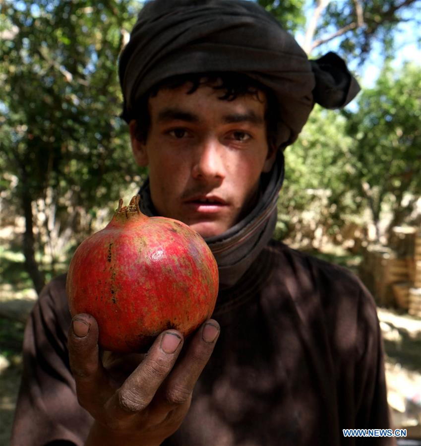 AFGHANISTAN-KANDAHAR-POMEGRANATE 