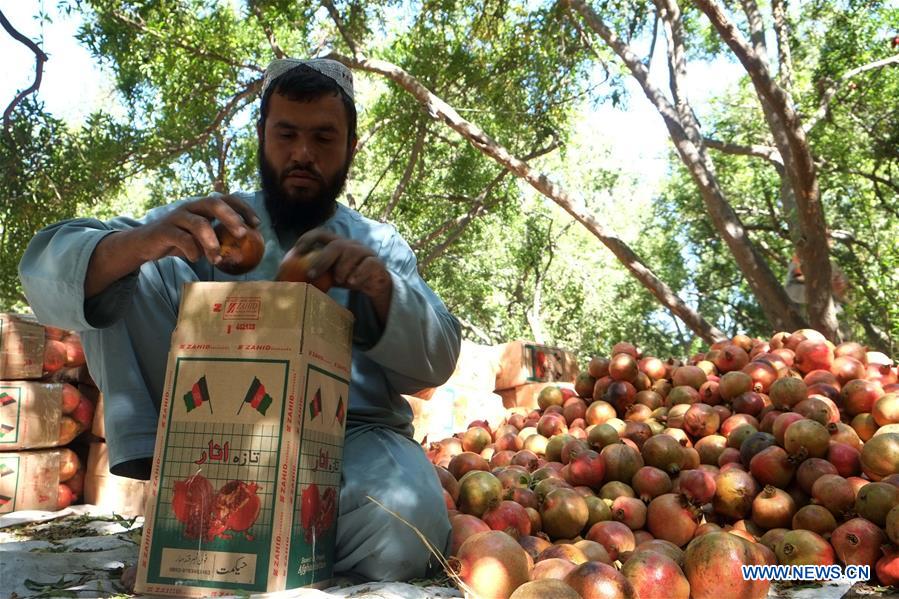 AFGHANISTAN-KANDAHAR-POMEGRANATE 