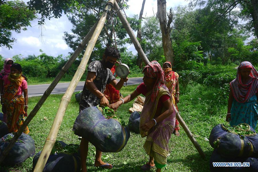 INDIA-AGARTALA-TEA GARDEN WORKERS