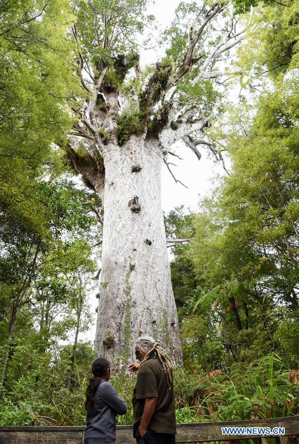 NEW ZEALAND-WAIPOUA FOREST-KAURI TREES