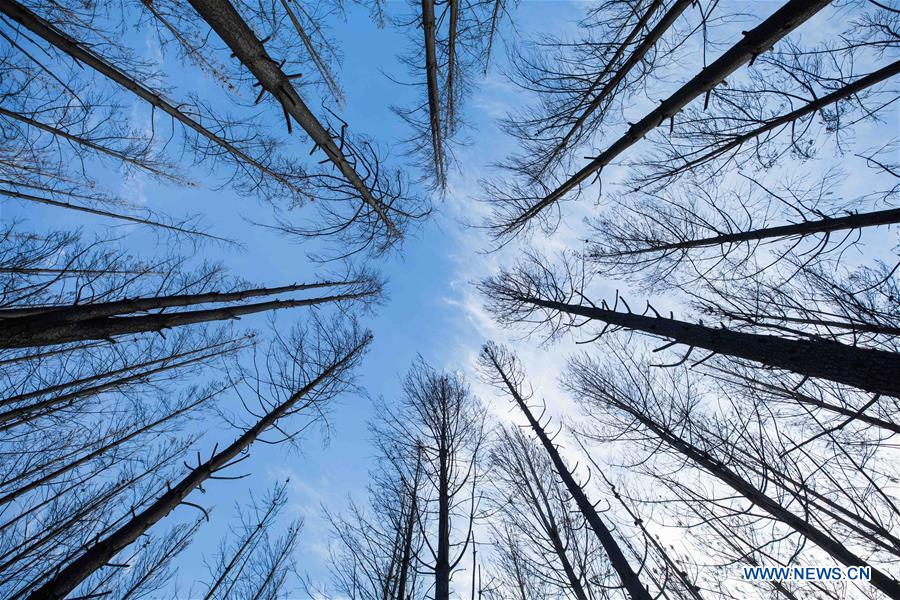 AUSTRALIA-BUSHFIRE-FOREST