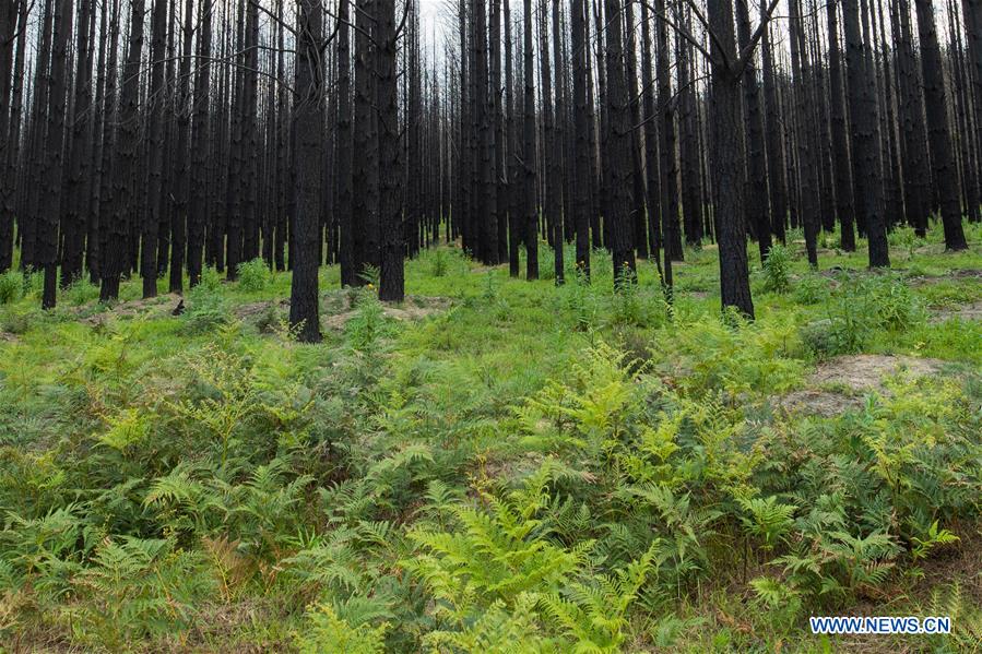 AUSTRALIA-BUSHFIRE-FOREST