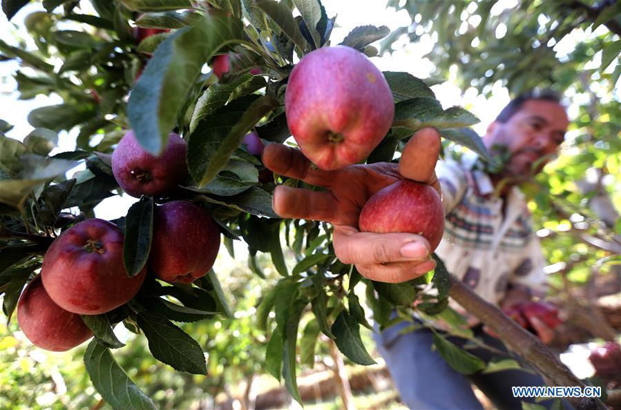 Residents harvest apples in Tannourine, Lebanon Xinhua English.news.cn