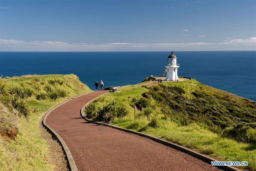 are dogs allowed at cape reinga