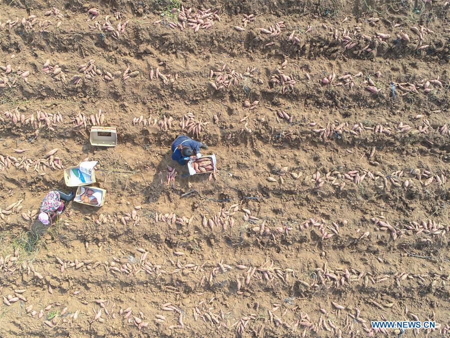 #CHINA-HEBEI-HARVEST (CN)